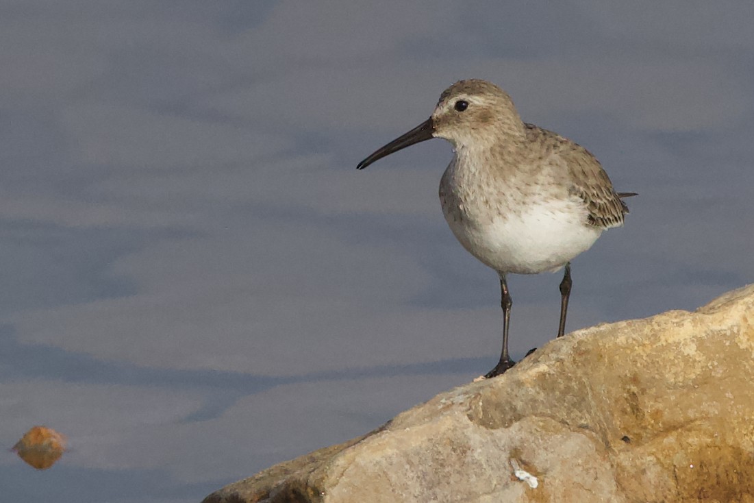 Dunlin - ML647686085