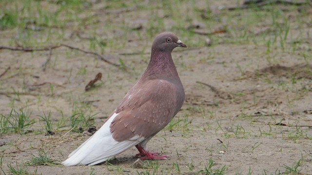 יונת בית - ML647686110