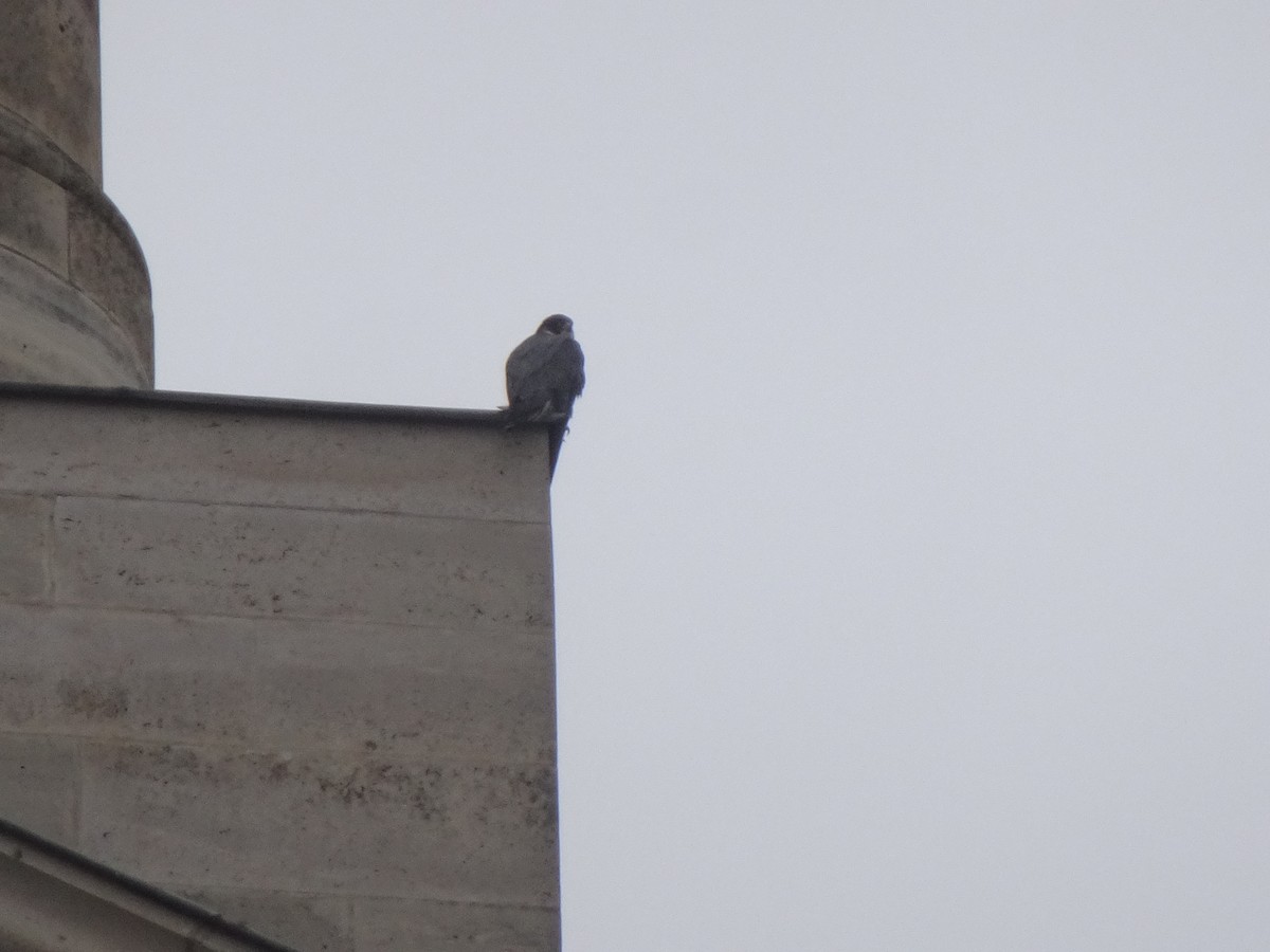 Peregrine Falcon - ML647686123