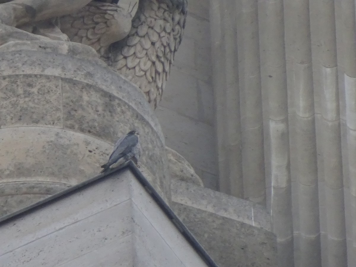 Peregrine Falcon - ML647686124