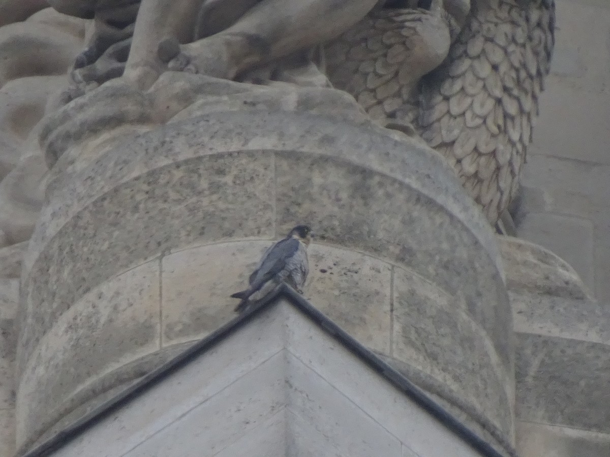 Peregrine Falcon - ML647686125