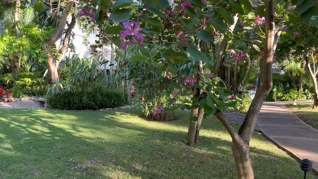 Red-billed Streamertail - ML647686155