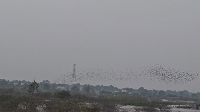 Rosy Starling - ML647686169