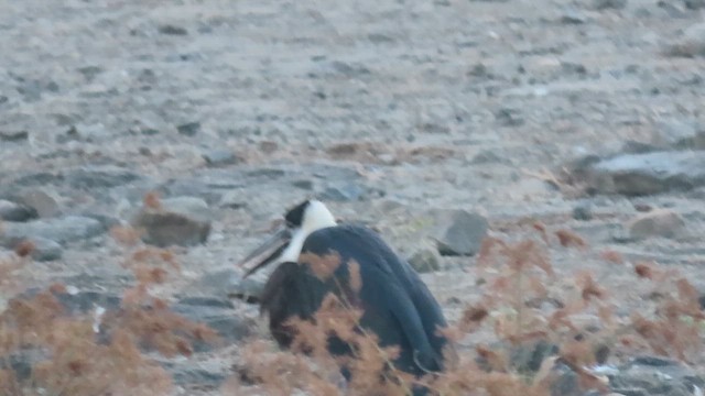 Asian Woolly-necked Stork - ML647686180