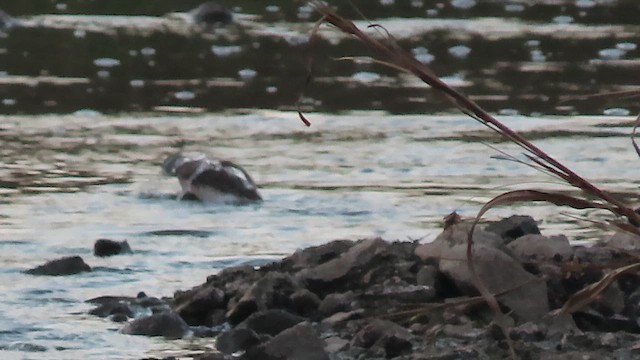Black-winged Stilt - ML647686202