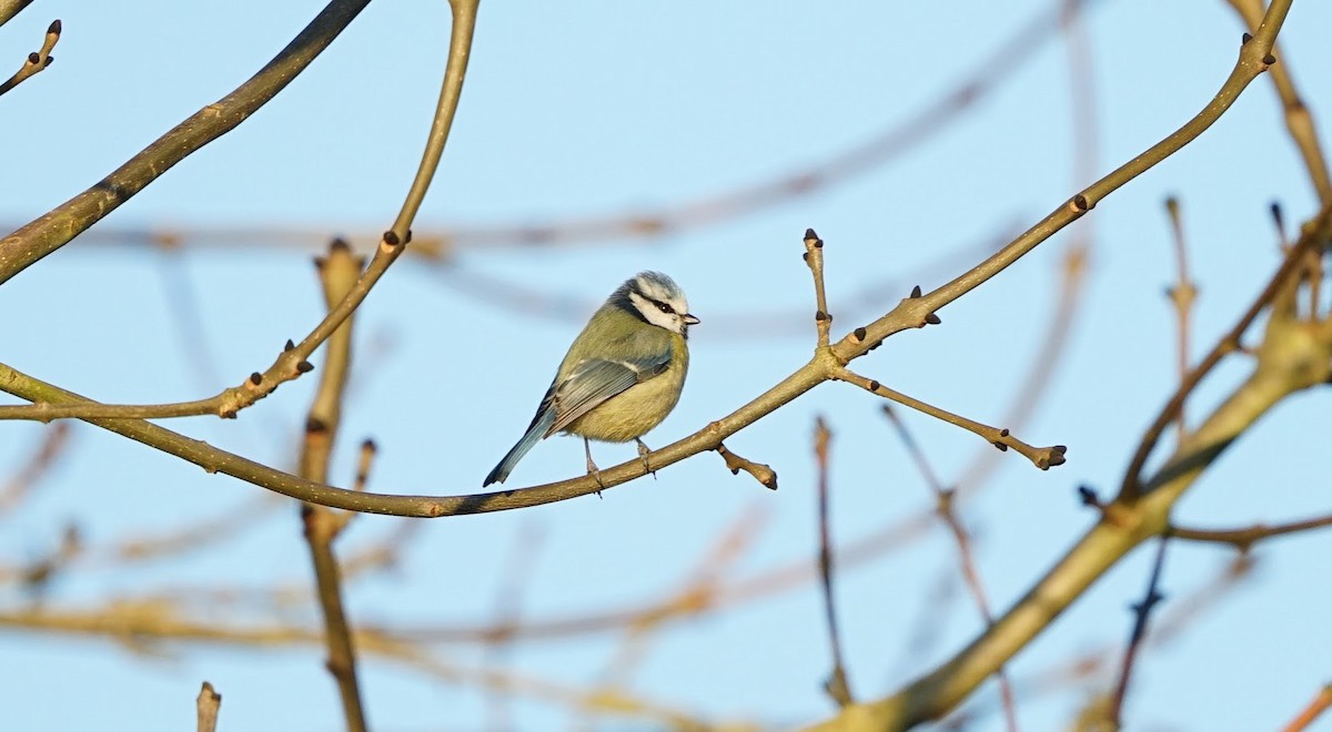 Herrerillo Común - ML647686225