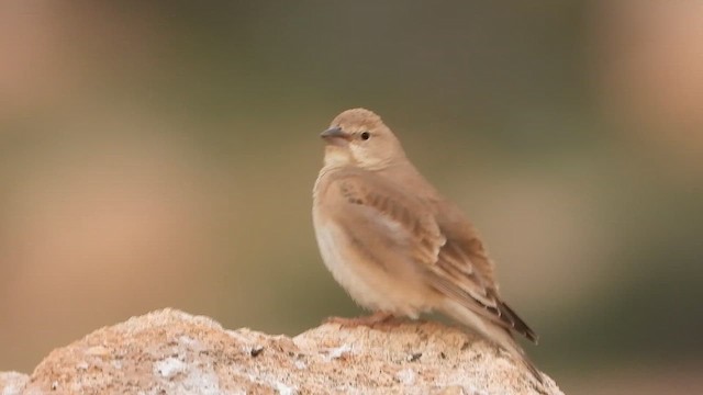 Pale Rockfinch - ML647686227