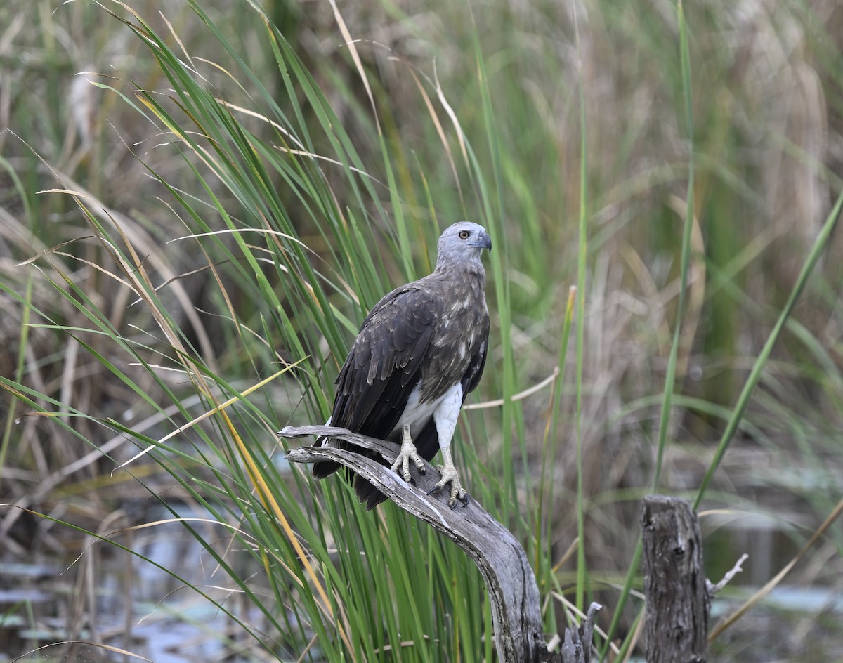 orel šedohlavý - ML647686231