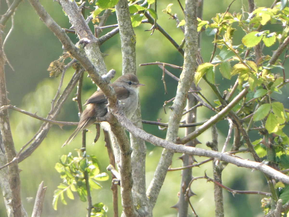 Cetti's Warbler - ML647686234