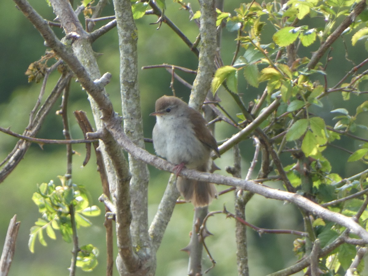 Cetti's Warbler - ML647686235