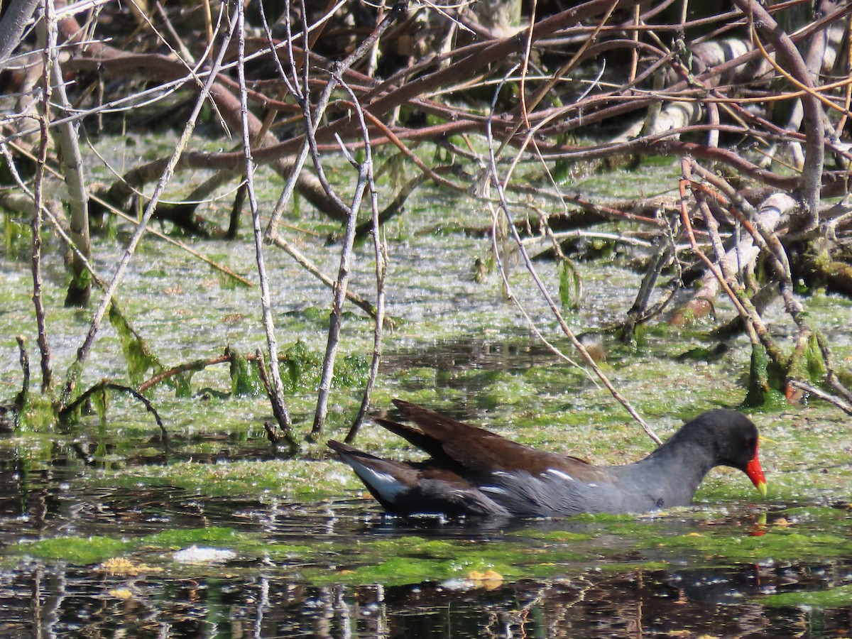 Курочка латиноамериканська - ML647686239