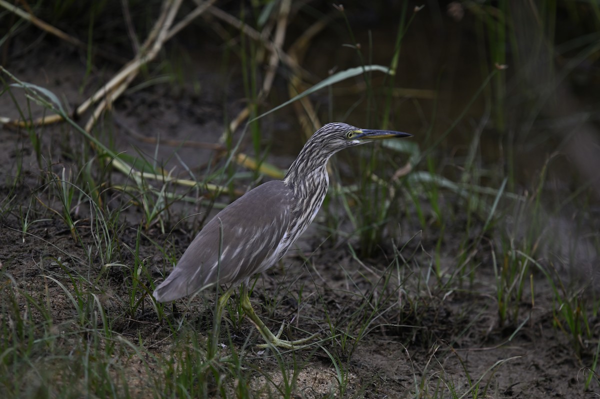 印度池鷺 - ML647686240
