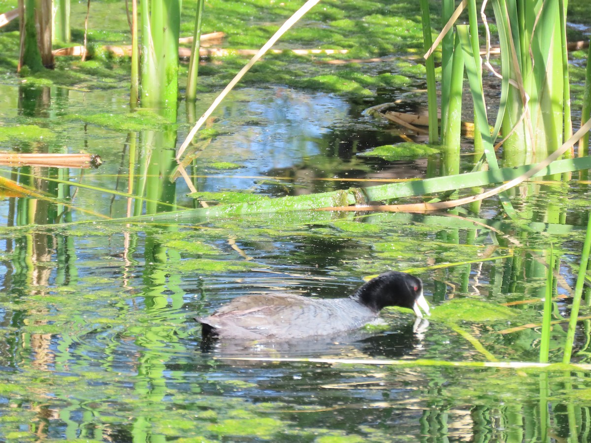 Лиска американська - ML647686244