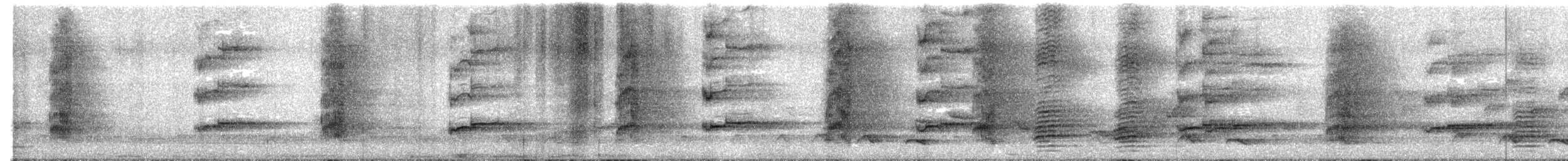 Lorito Robusto - ML647686261