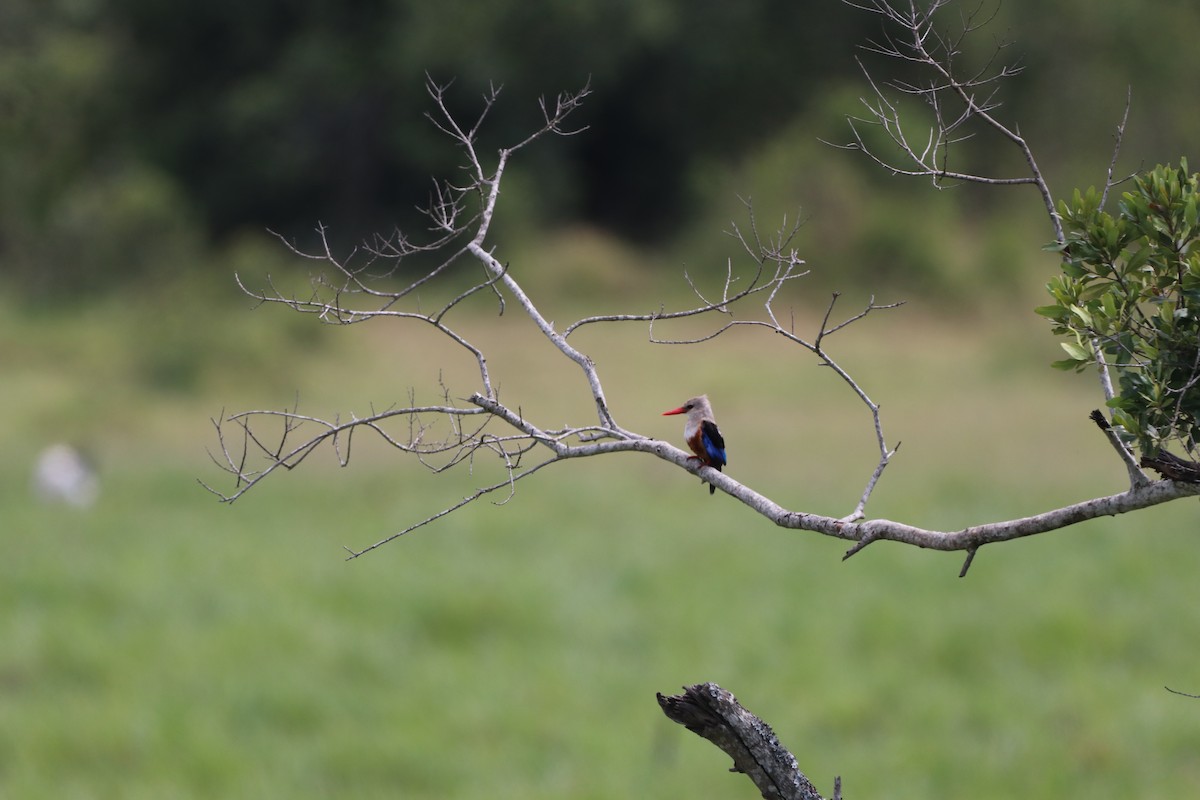Gray-headed Kingfisher - ML647686266