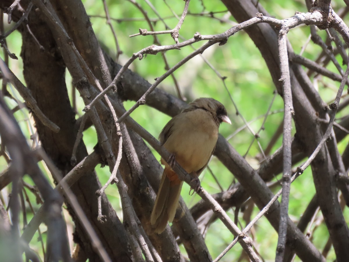 Abert's Towhee - ML647686270