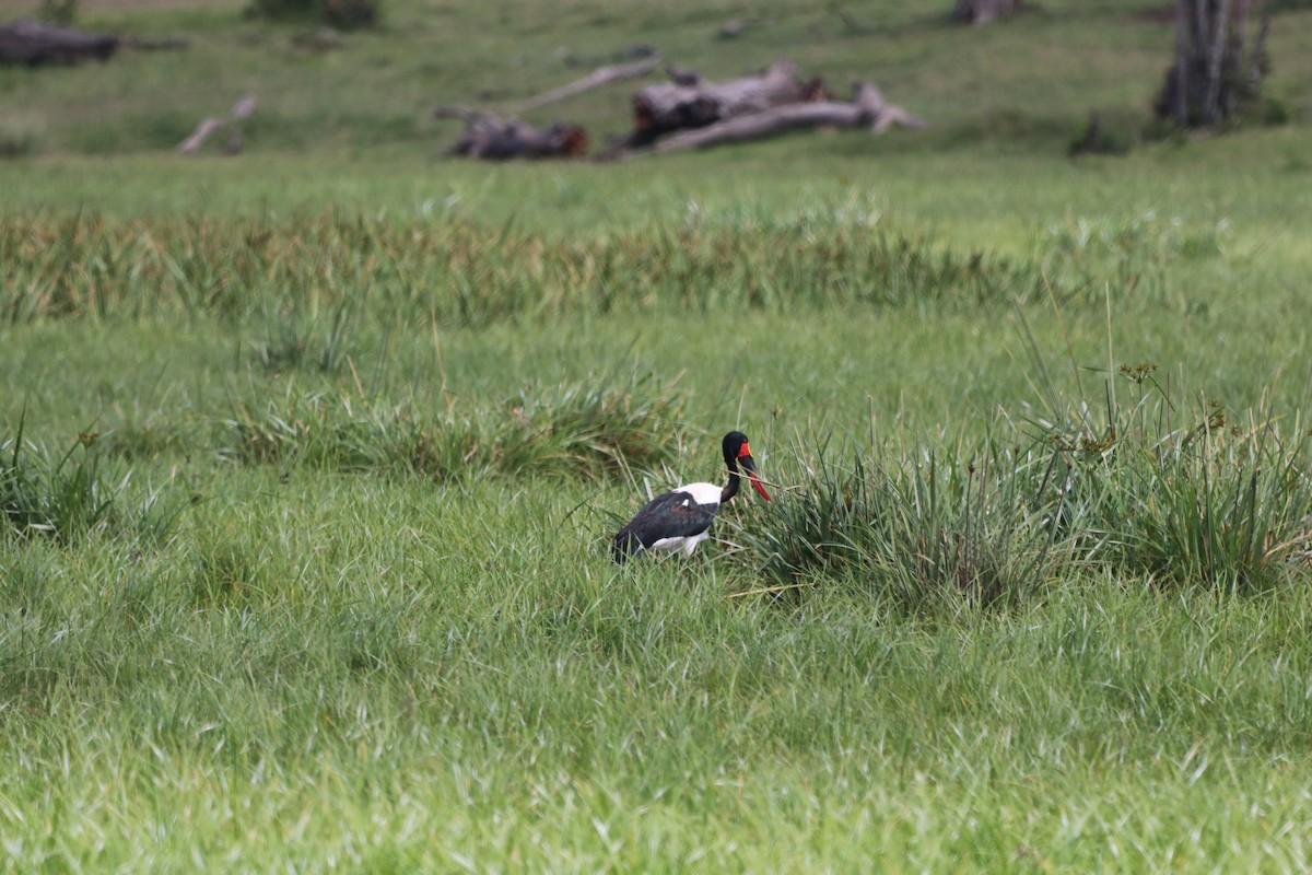 Saddle-billed Stork - ML647686271