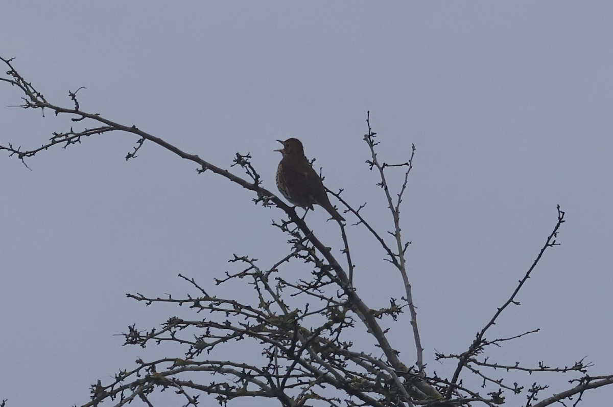 Song Thrush - ML647686272