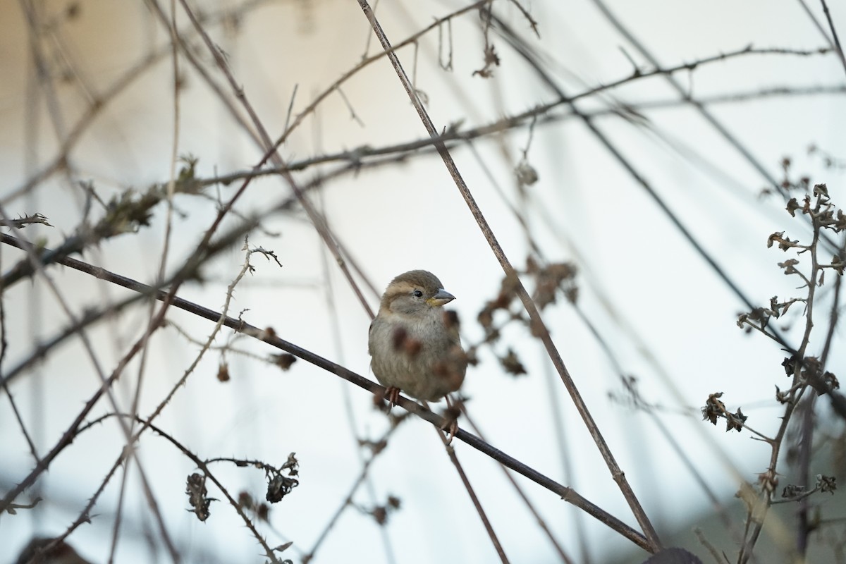 家麻雀 - ML647686273