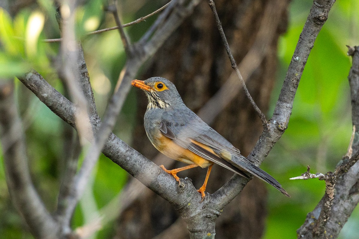 African Bare-eyed Thrush - ML647686274