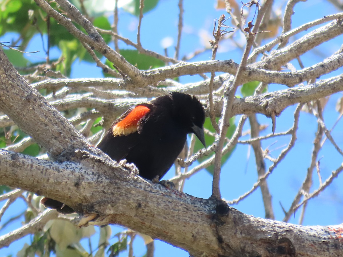 Red-winged Blackbird - ML647686275
