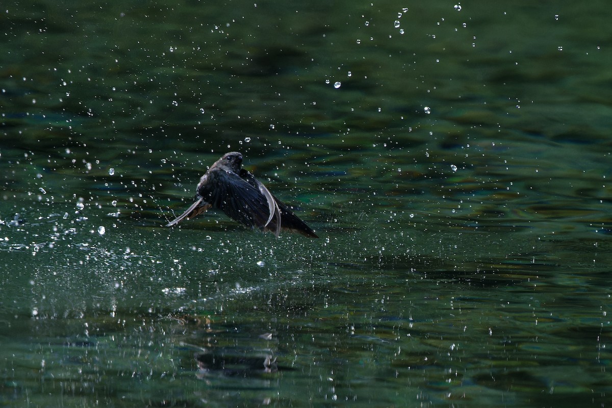 Cave Swiftlet - ML647686276