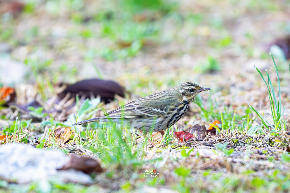 樹鷚 - ML647686277