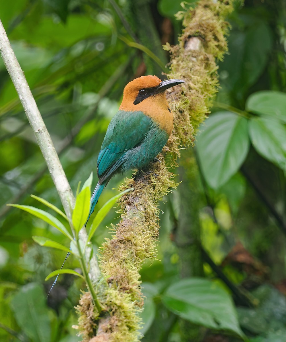 Broad-billed Motmot - ML647686279