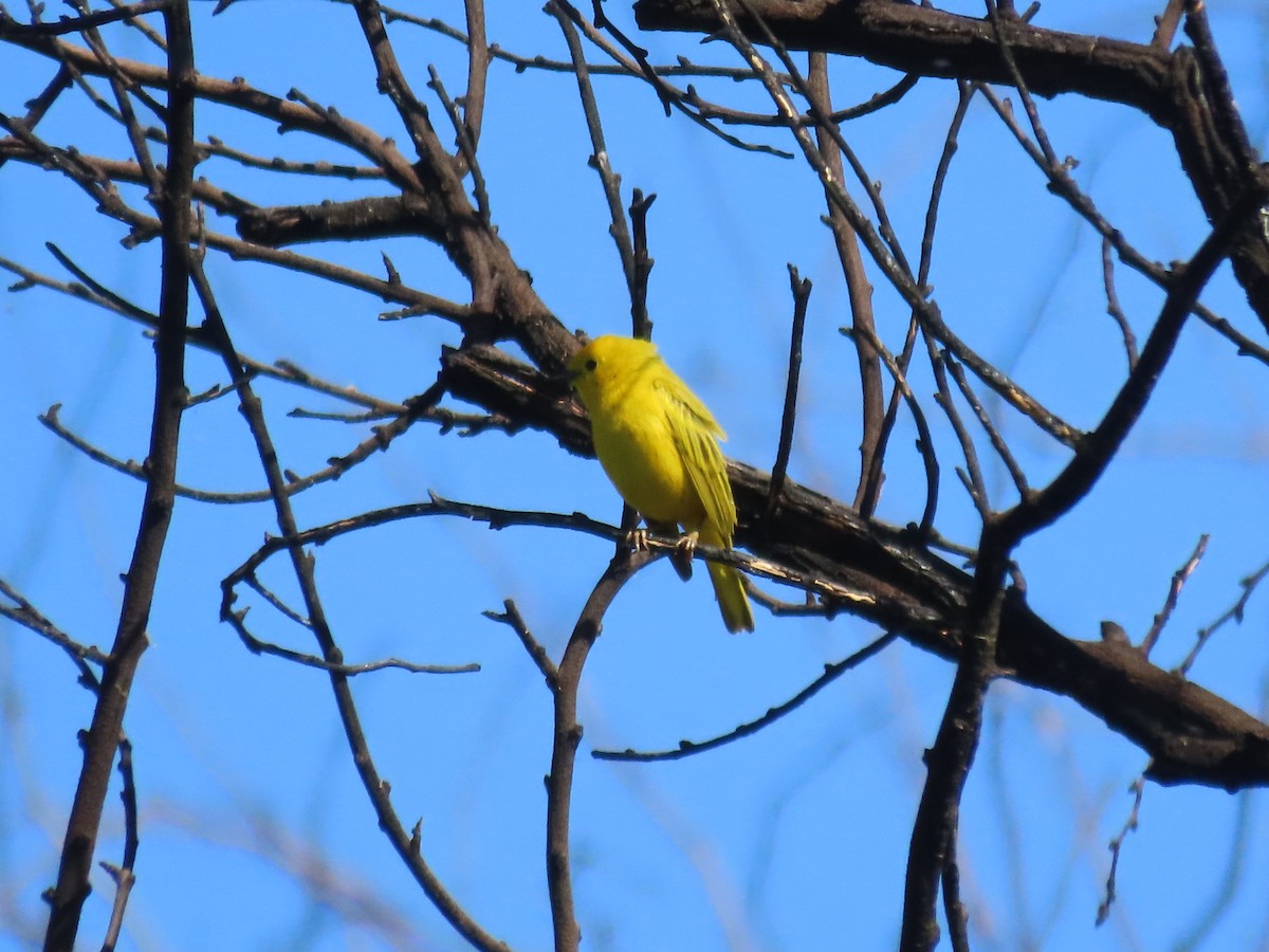 Northern Yellow Warbler - ML647686280