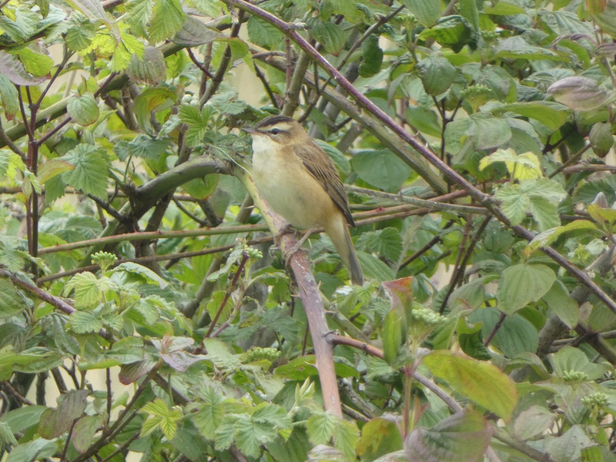 Sedge Warbler - ML647686283