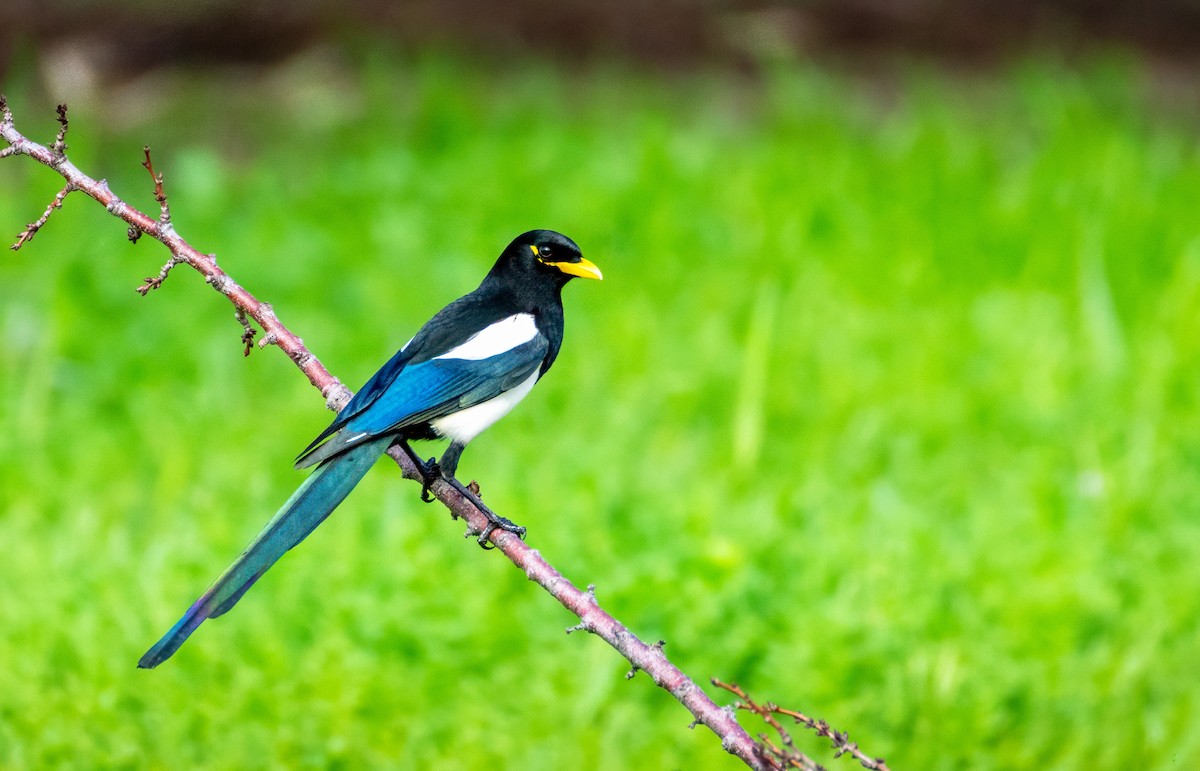 Yellow-billed Magpie - ML647686284