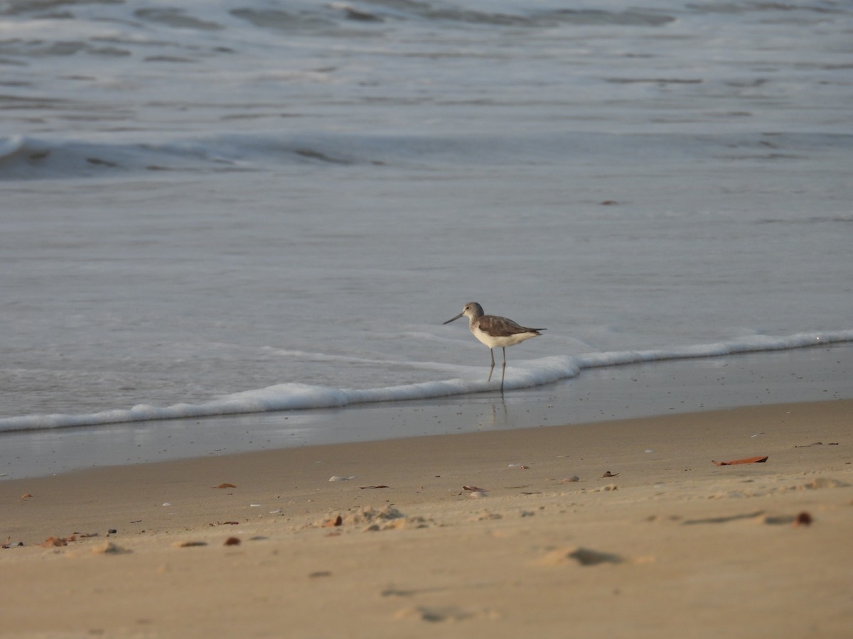 青足鷸 - ML647686285