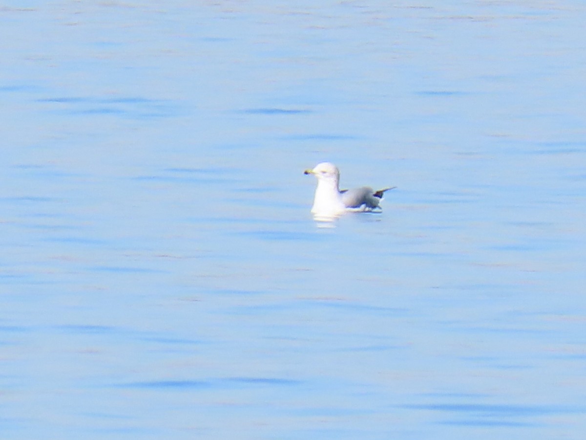 Ring-billed Gull - ML647686286