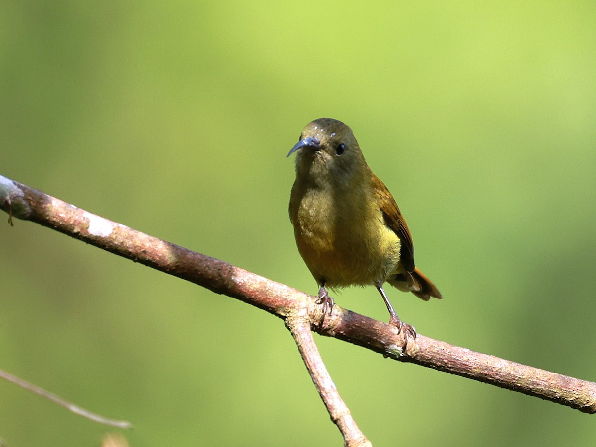 Green-tailed Sunbird - ML647686287