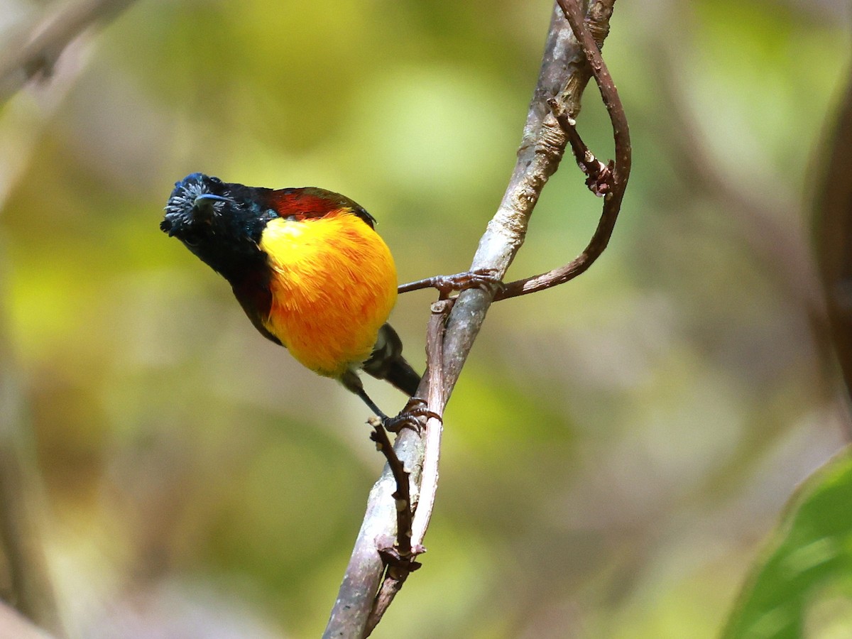 Green-tailed Sunbird - ML647686288