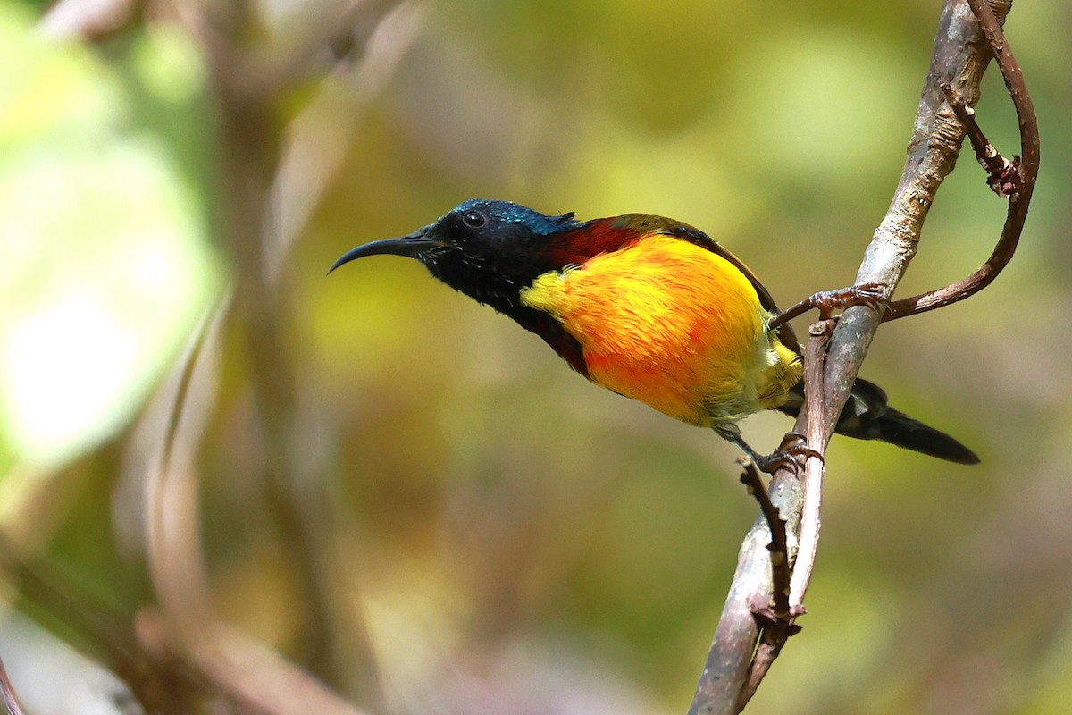 Green-tailed Sunbird - ML647686289
