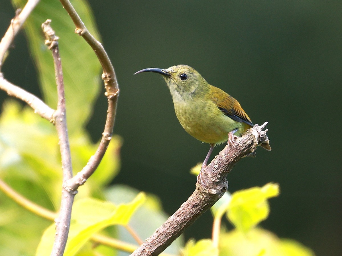 Green-tailed Sunbird - ML647686290