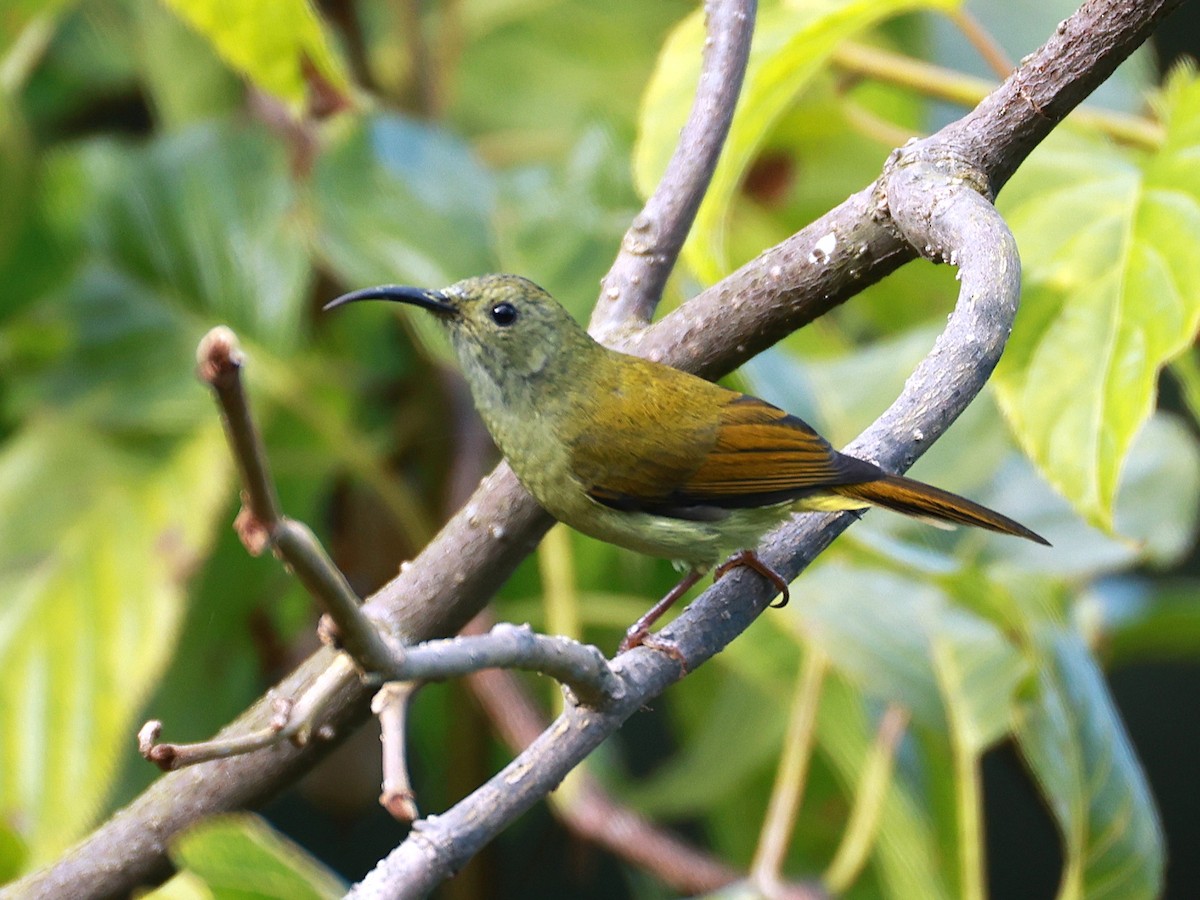 Green-tailed Sunbird - ML647686291