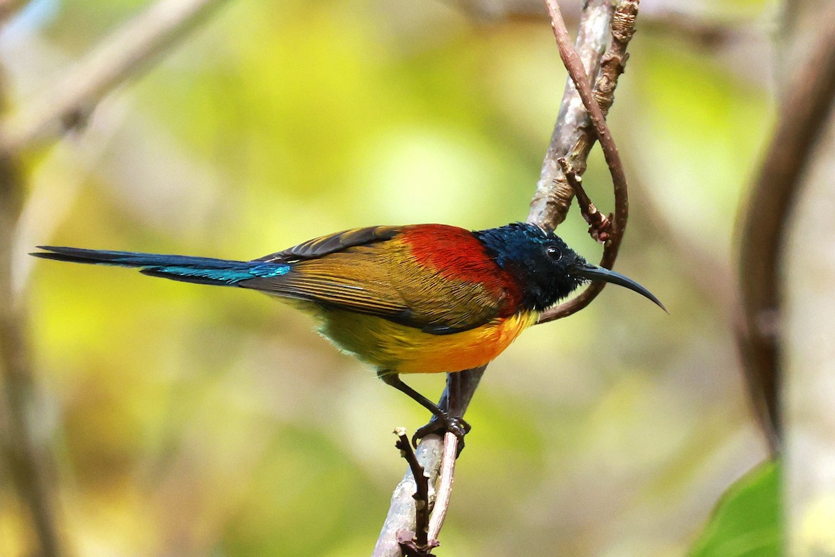 Green-tailed Sunbird - ML647686292
