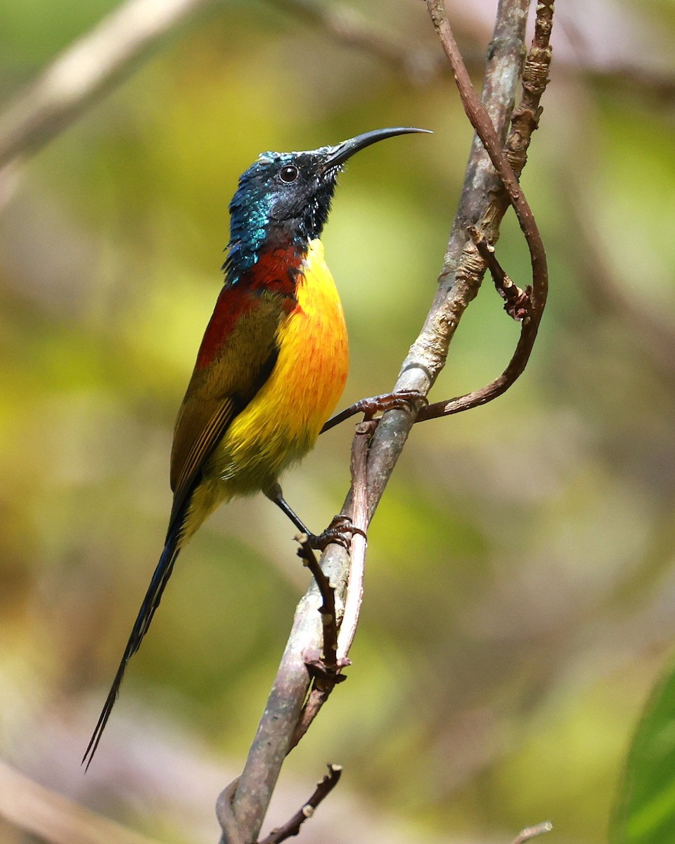 Green-tailed Sunbird - ML647686293