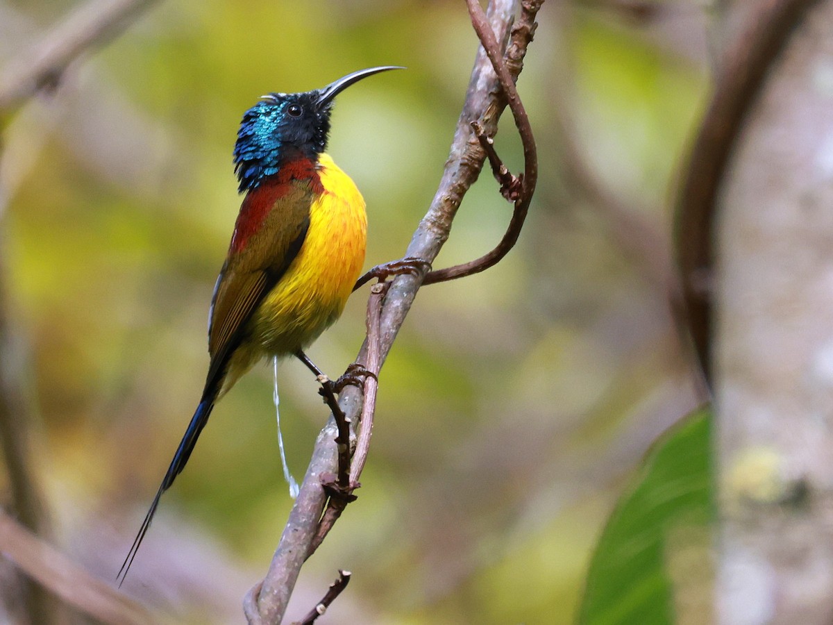 Green-tailed Sunbird - ML647686294