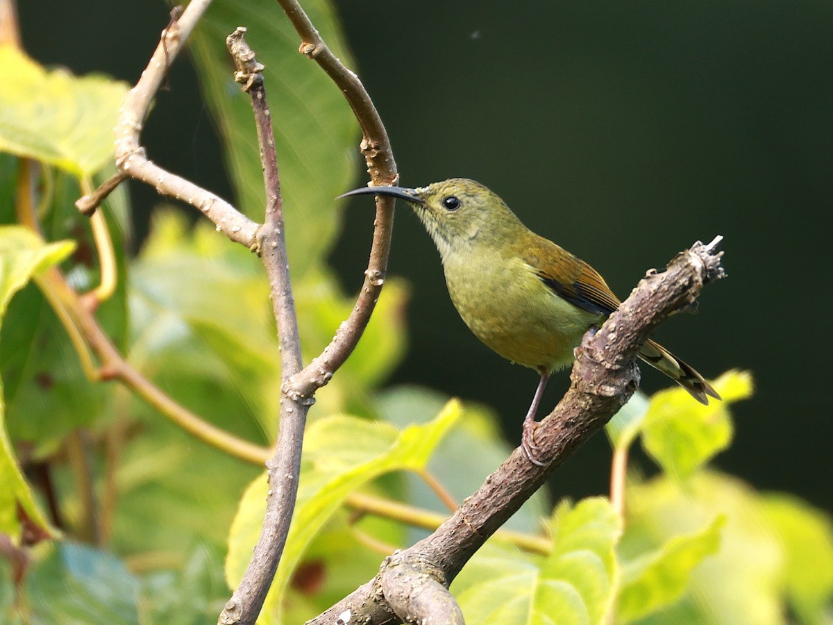 Green-tailed Sunbird - ML647686295