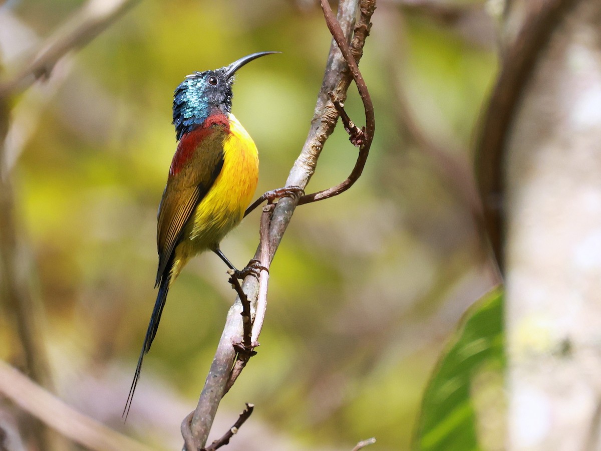 Green-tailed Sunbird - ML647686296