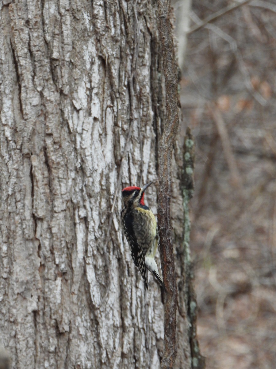 Yellow-bellied Sapsucker - ML647686298