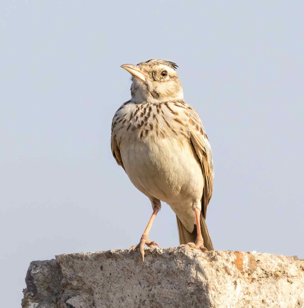 Crested Lark - ML647686301