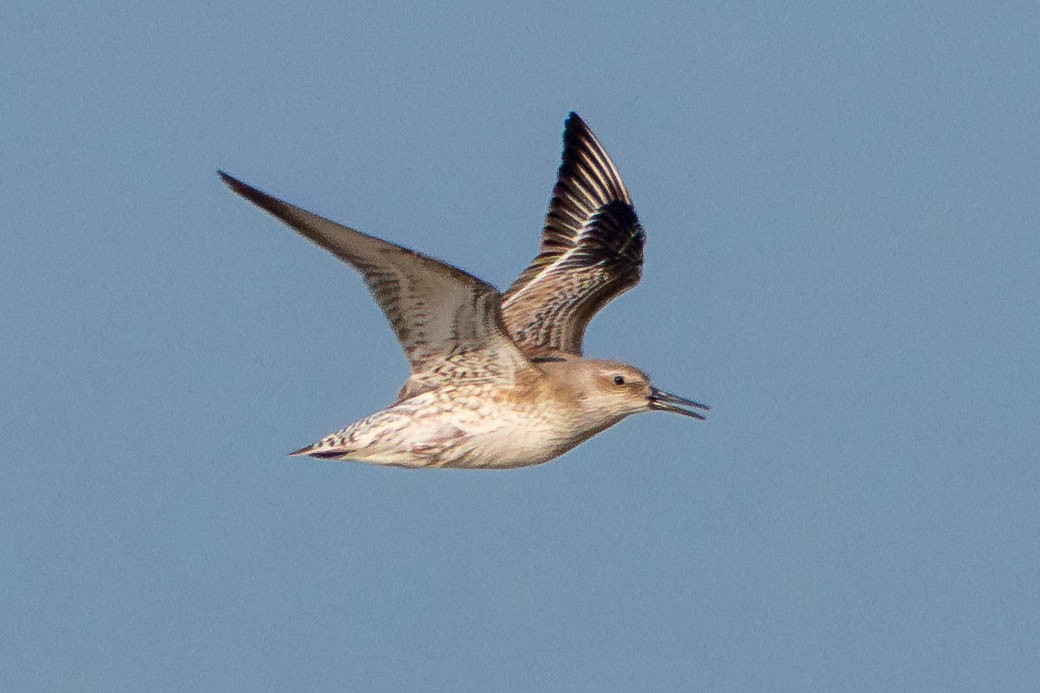 Bécasseau maubèche - ML647686304