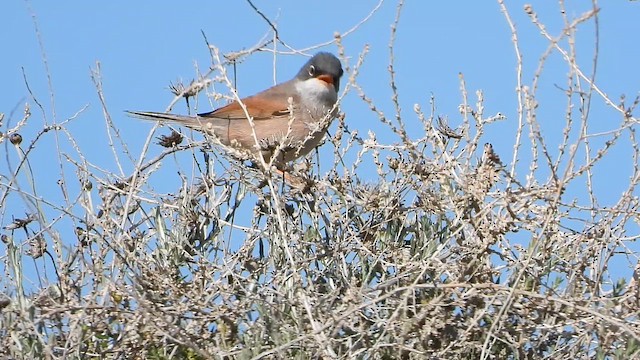 סבכי ערבות - ML647686306