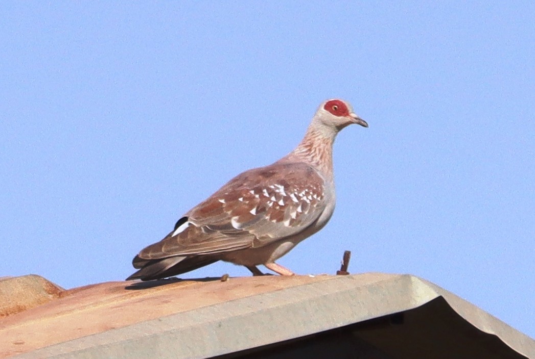 Uso ginearra - ML647686322