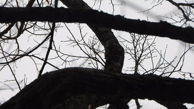 Pileated Woodpecker - ML647686385