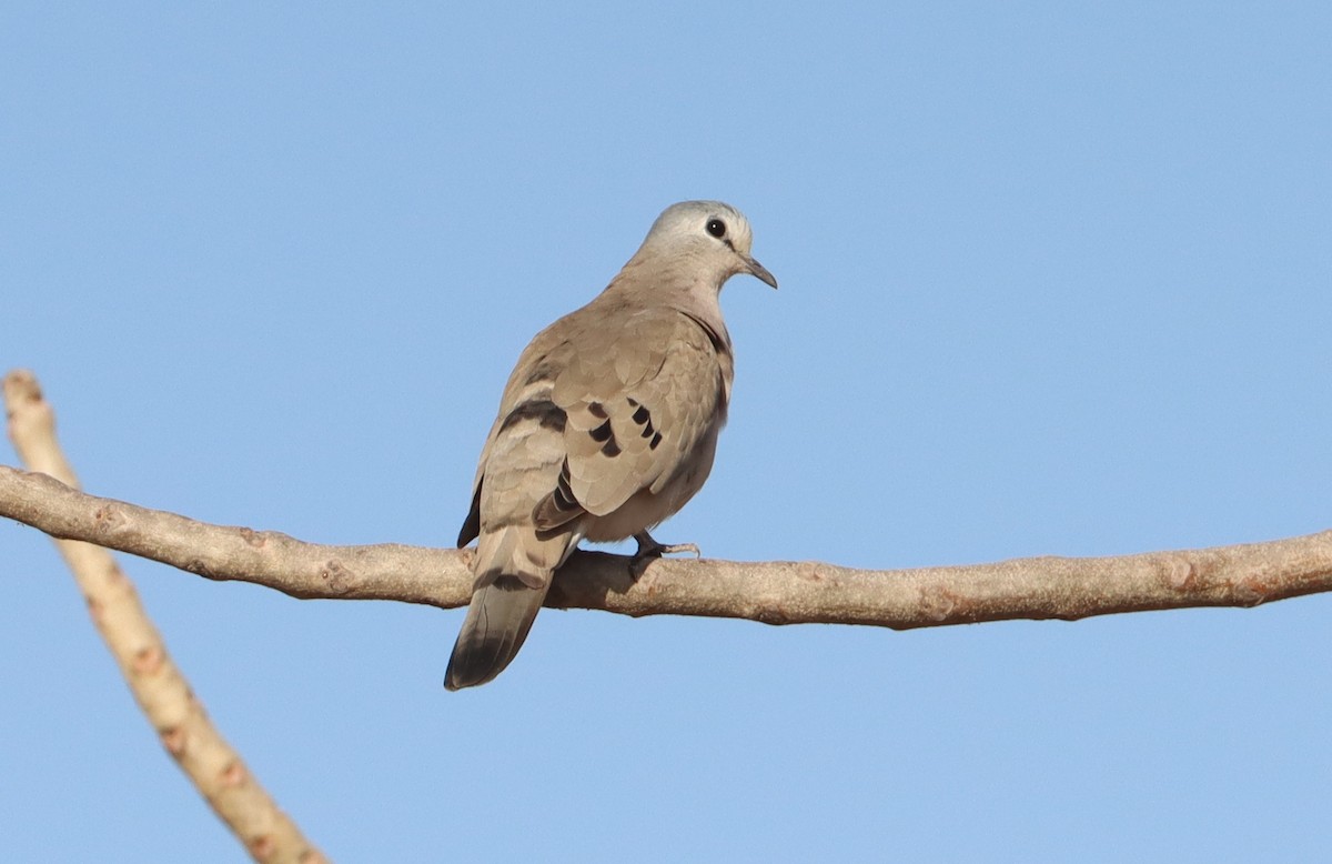 Black-billed Wood-Dove - ML647686397